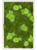 CMSS00468