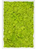 CMSS00469