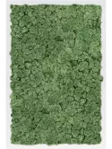 CMSS00470