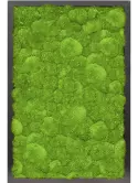 CMSS00472