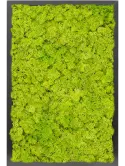 CMSS00475