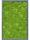 CMSS00478