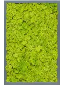 CMSS00481