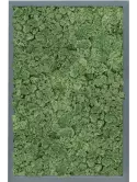 CMSS00482