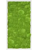 CMSS00484