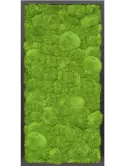 CMSS00490