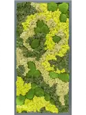 CMSS00501