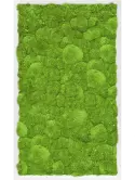 CMSS00502