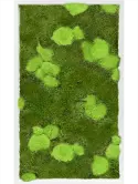 CMSS00504