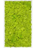 CMSS00505