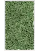 CMSS00506