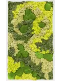 CMSS00507