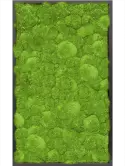 CMSS00508