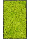 CMSS00511