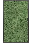 CMSS00512