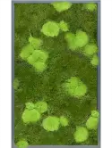 CMSS00516