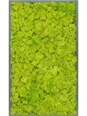 CMSS00517