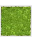 CMSS00520