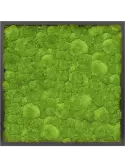 CMSS00526