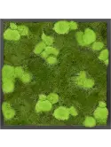 CMSS00528