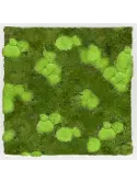 CMSS00540