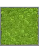 CMSS00550