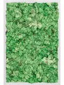 CMSS00672