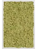 CMSS00684