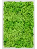 CMSS00718