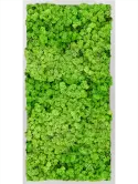 CMSS00720