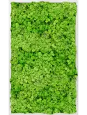 CMSS00722