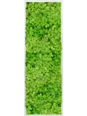 CMSS00724