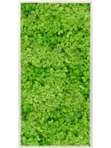 CMSS00725