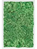 CMSS00731