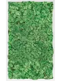 CMSS00735