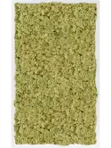 CMSS00743