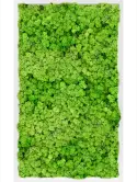 CMSS00759