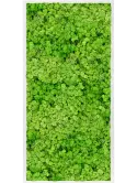 CMSS00761