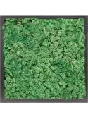 CMSS00762