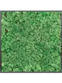 CMSS00768