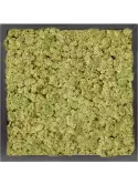 CMSS00770