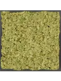 CMSS00772