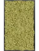 CMSS00775