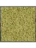 CMSS00776