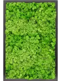 CMSS00787