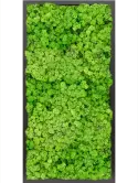 CMSS00789