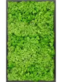 CMSS00791