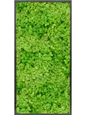 CMSS00793