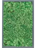 CMSS00795