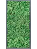 CMSS00797